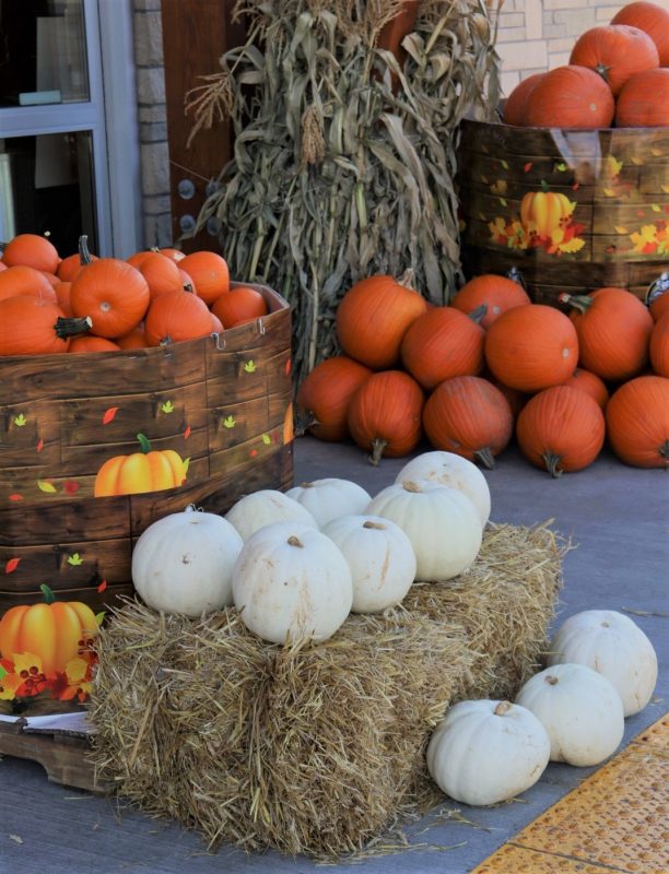 Arrangement of pumpkins in a stand and on the ground