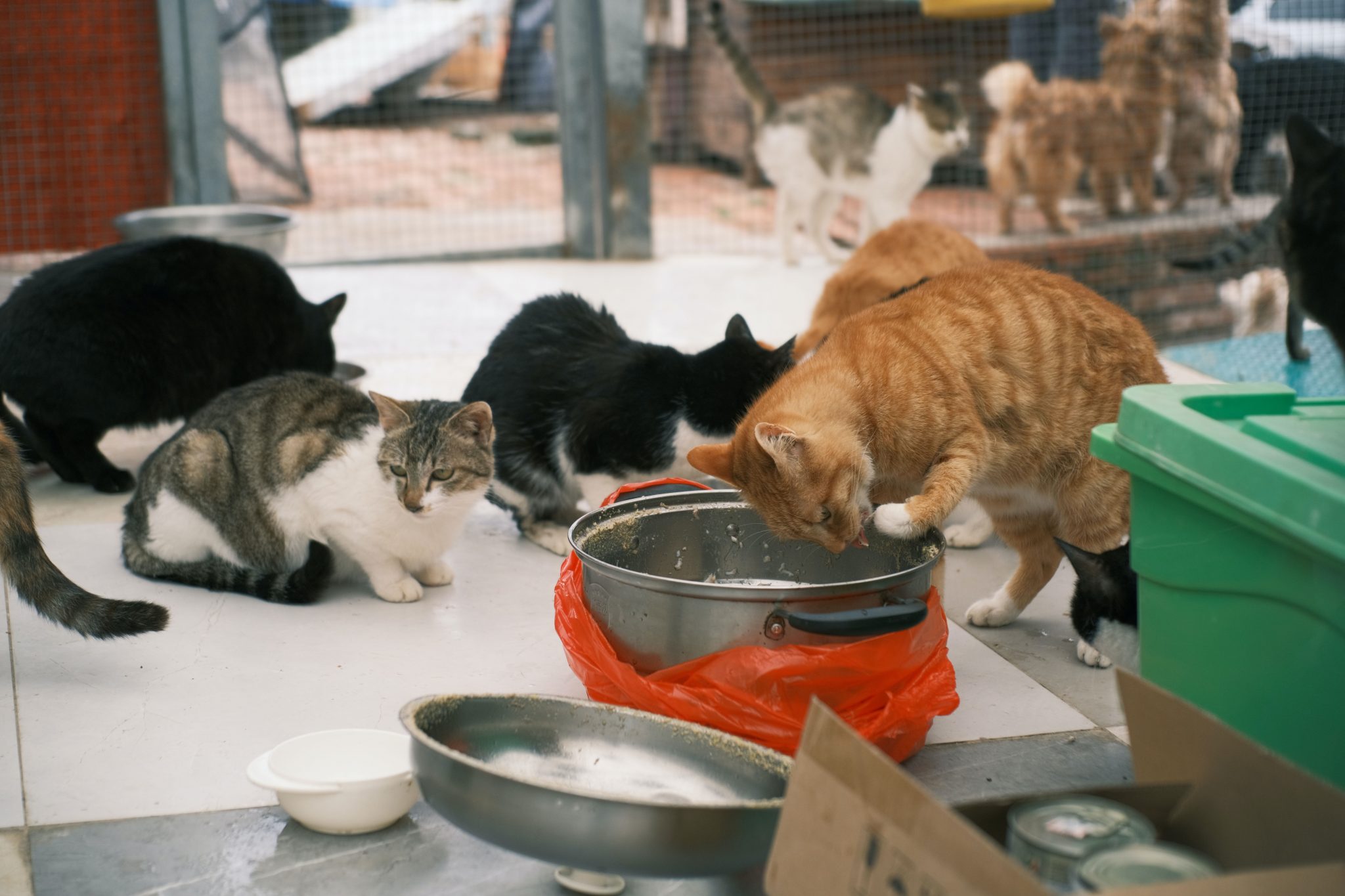 Image of cats feeding